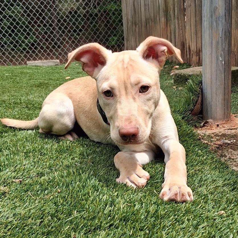 Enlarge Butterscotch 0933, a Adoptable Mixed Breed in Hamilton, GA image 6/6