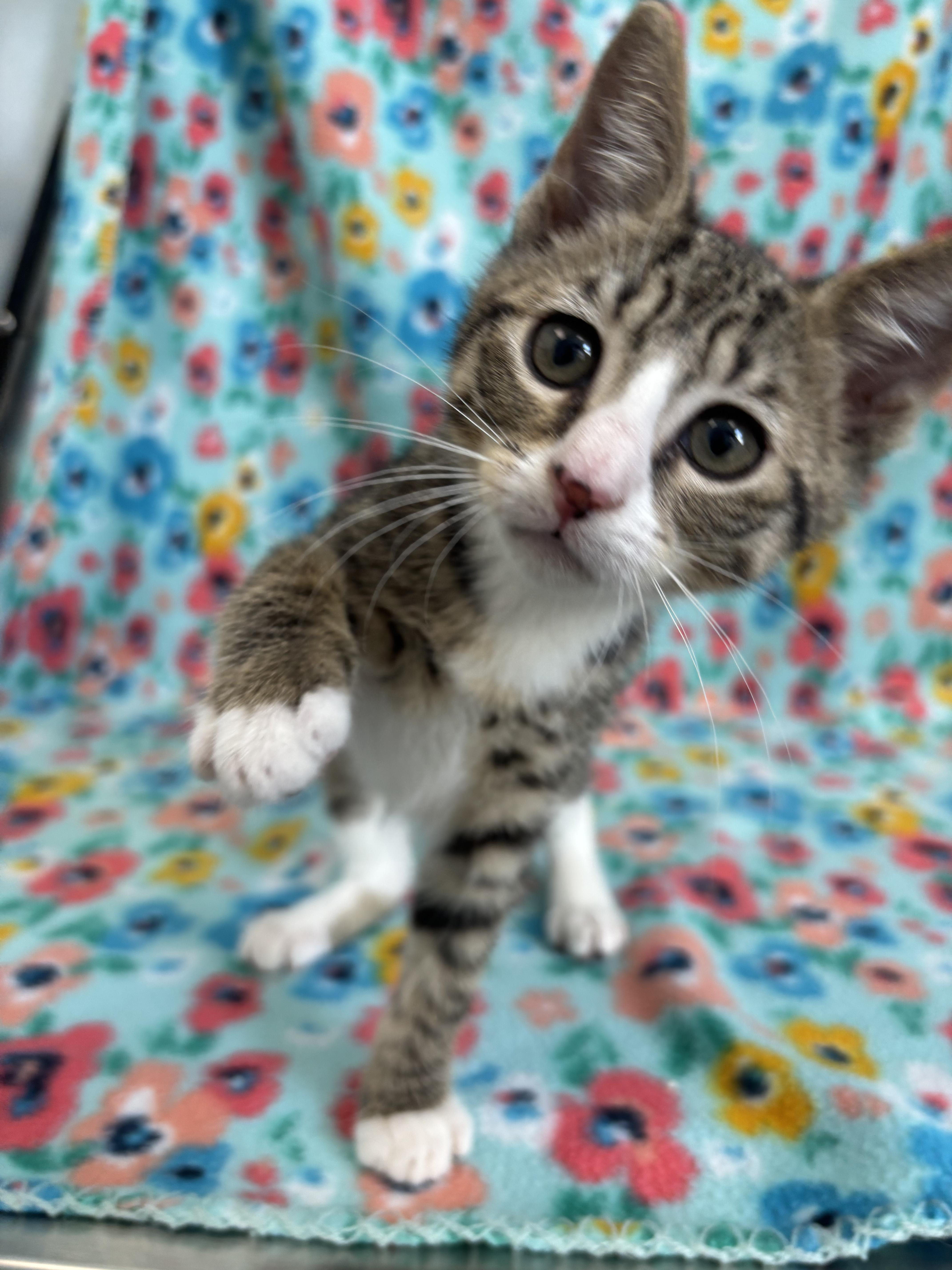 Carburetor, Baby Female Domestic Short Hair