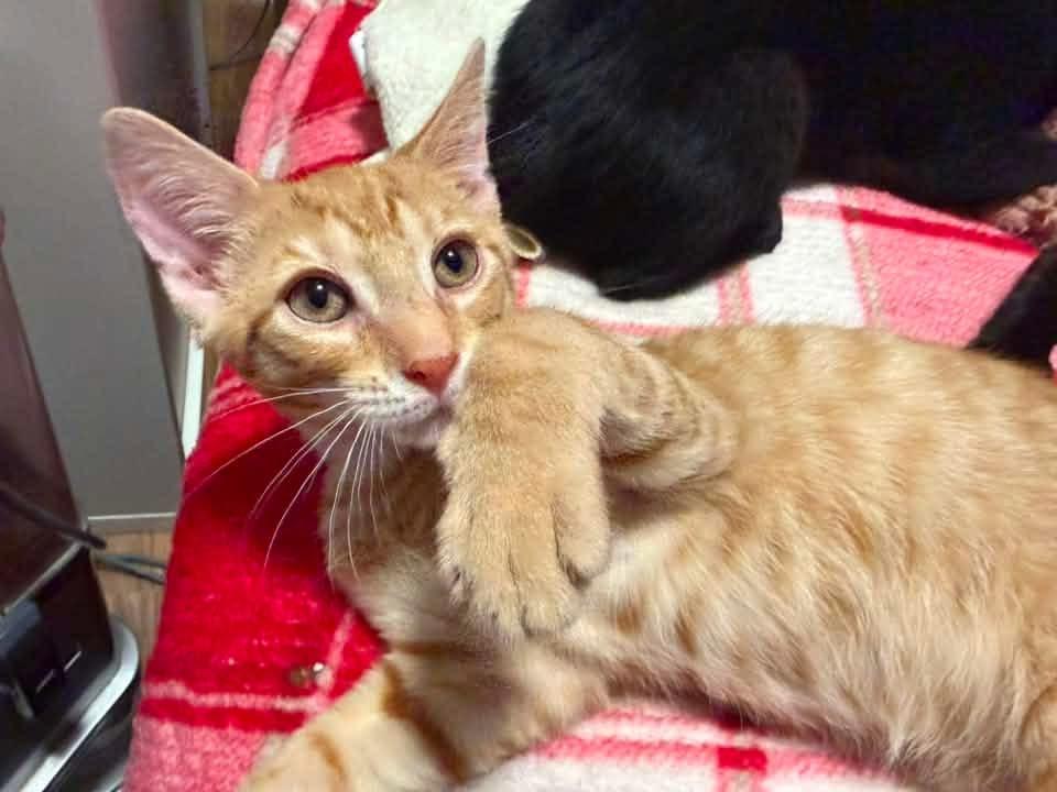 Charlie, adopted, Kitten Male Domestic Short Hair.