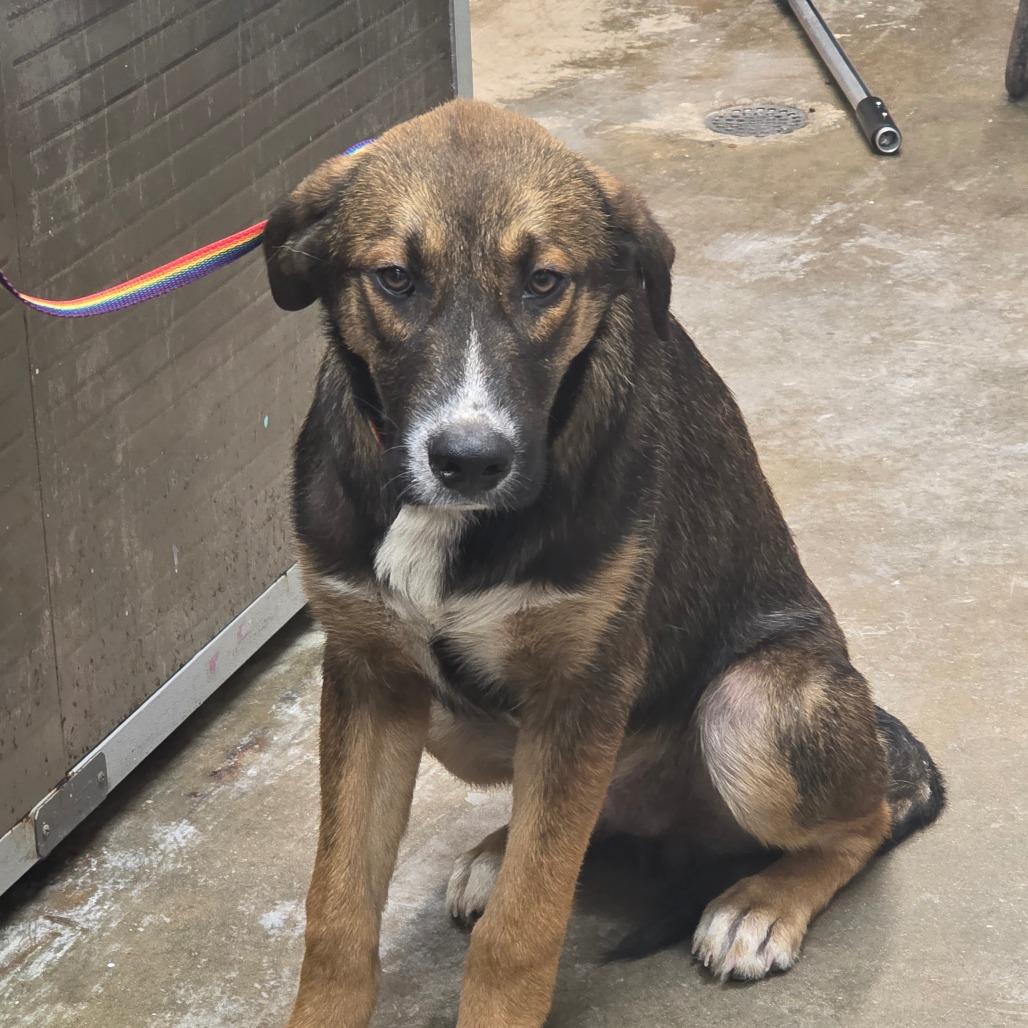 Meliodas, a Adoptable Shepherd in Clanton, AL image 2/2