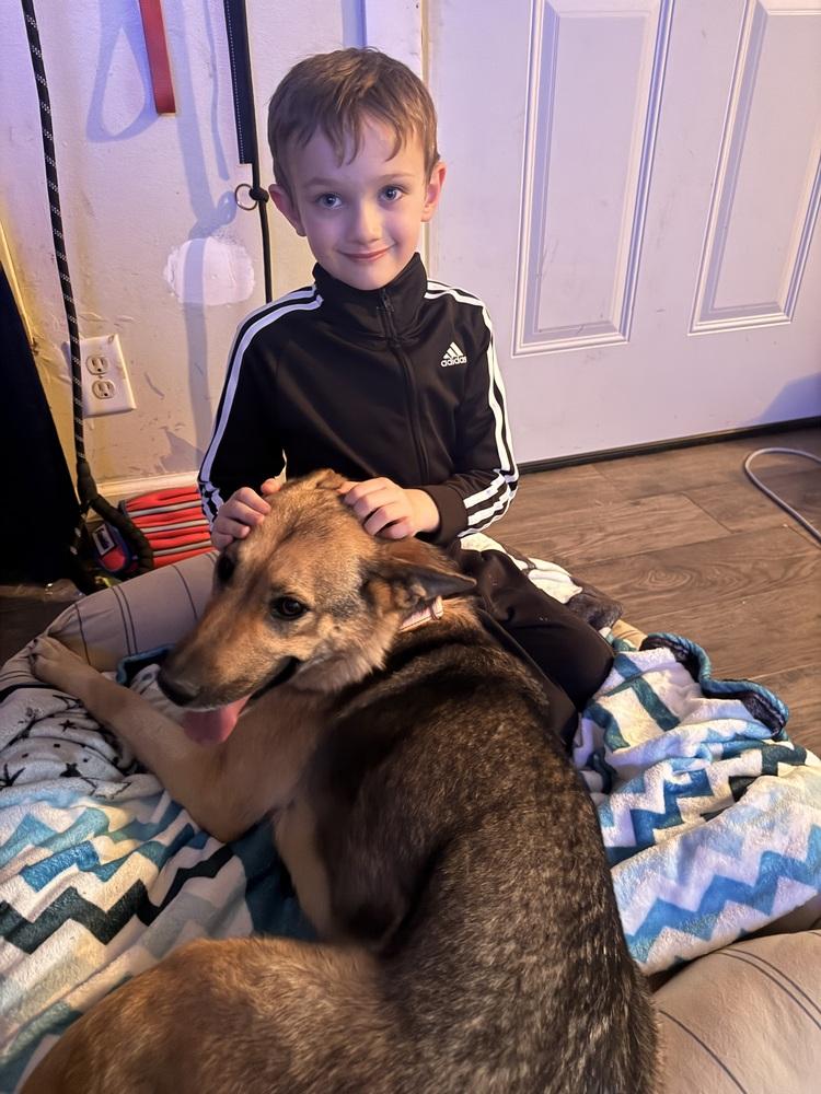 Enlarge Hobo, a Adoptable mixed breed in Rapid City, SD image 1/6