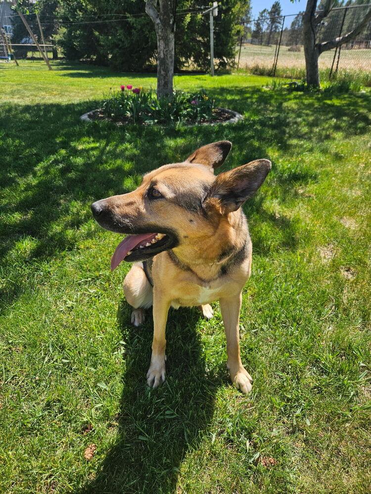 Hobo, Adoptable, Adult Female German Shepherd Dog.