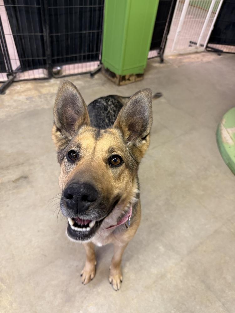 Enlarge Hobo, a Adoptable mixed breed in Rapid City, SD image 3/6