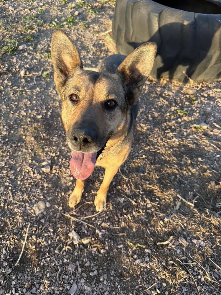 Enlarge Hobo, a Adoptable mixed breed in Rapid City, SD image 1/6