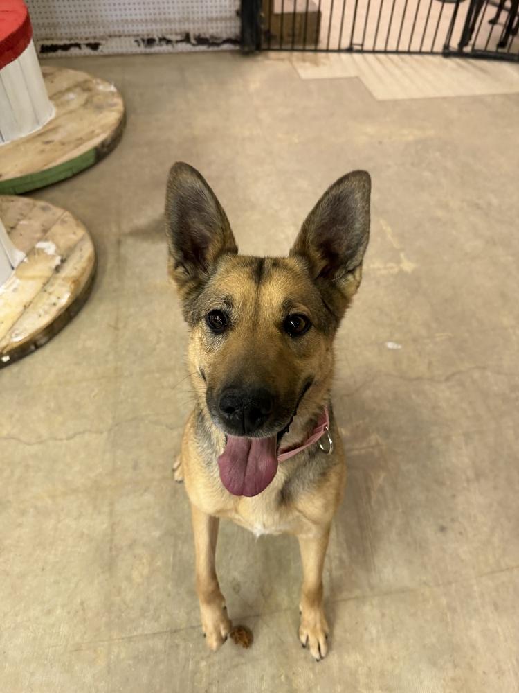 Enlarge Hobo, a Adoptable mixed breed in Rapid City, SD image 4/6