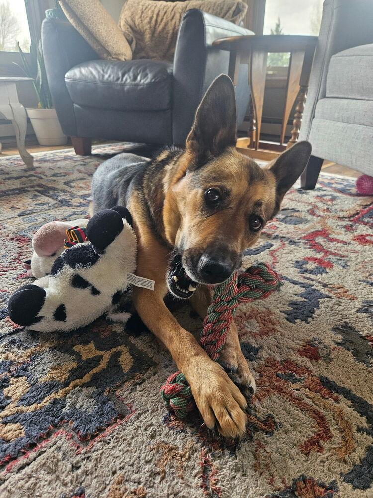 Enlarge Hobo, a Adoptable mixed breed in Rapid City, SD image 2/6