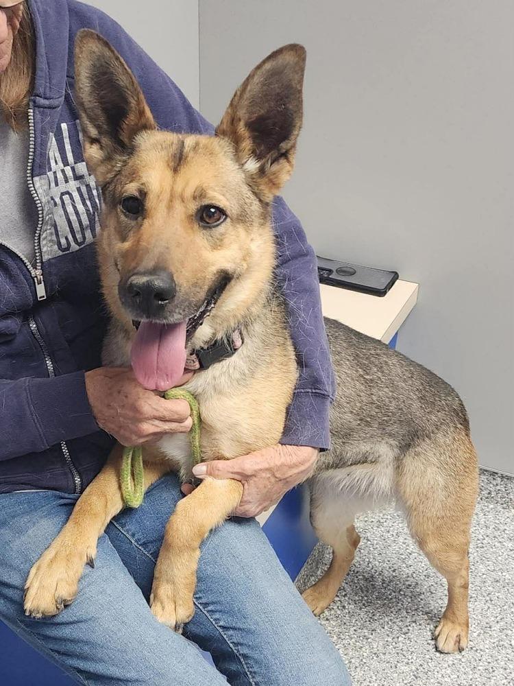 Enlarge Hobo, a Adoptable mixed breed in Rapid City, SD image 5/6