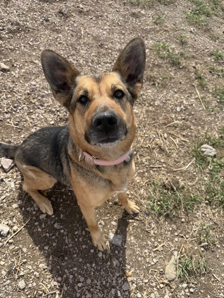 Enlarge Hobo, a Adoptable mixed breed in Rapid City, SD image 3/6