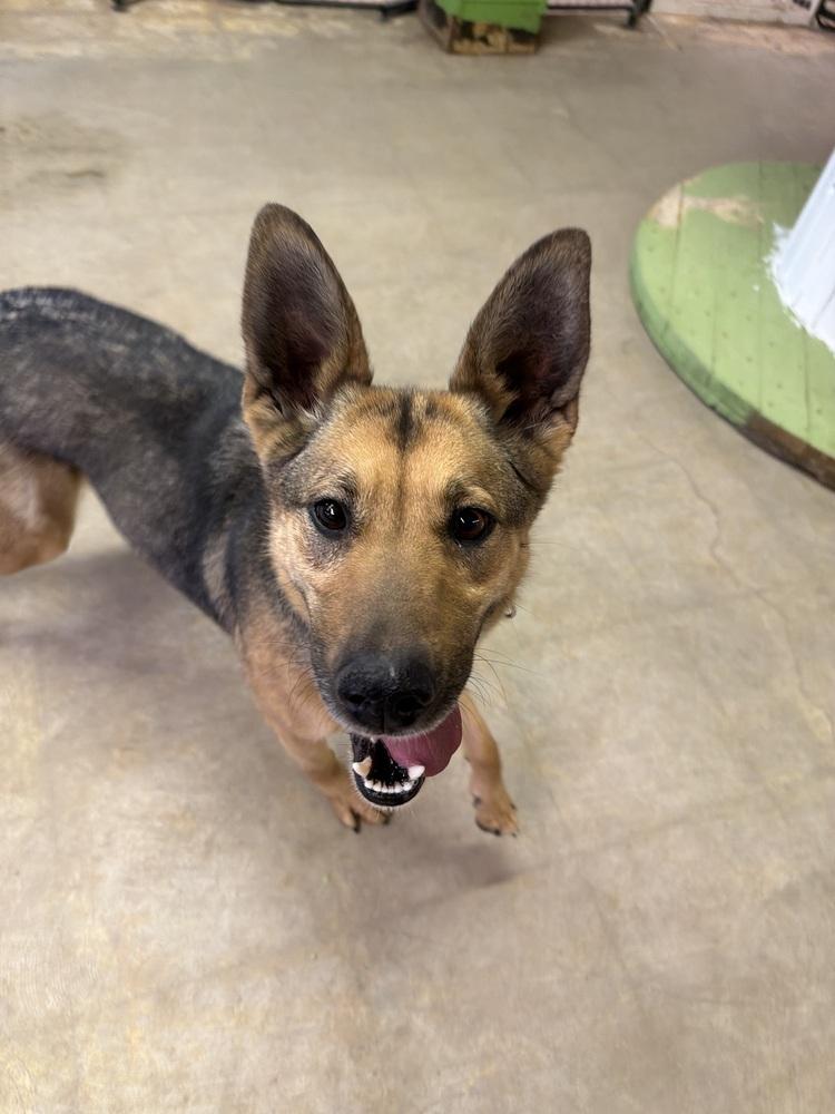 Enlarge Hobo, a Adoptable mixed breed in Rapid City, SD image 6/6