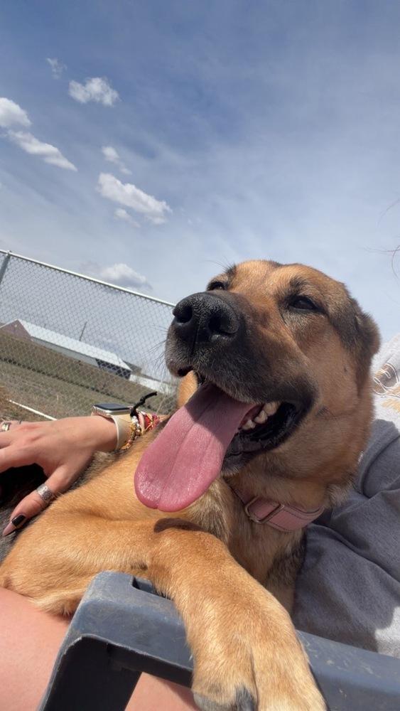 Enlarge Hobo, a Adoptable mixed breed in Rapid City, SD image 4/6