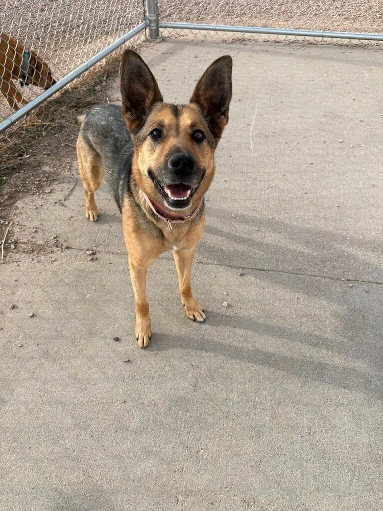 Enlarge Hobo, a Adoptable mixed breed in Rapid City, SD image 5/6