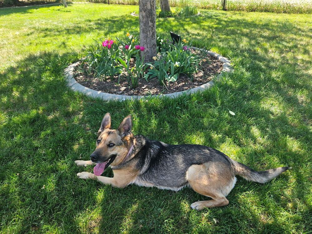 Enlarge Hobo, a Adoptable mixed breed in Rapid City, SD image 6/6