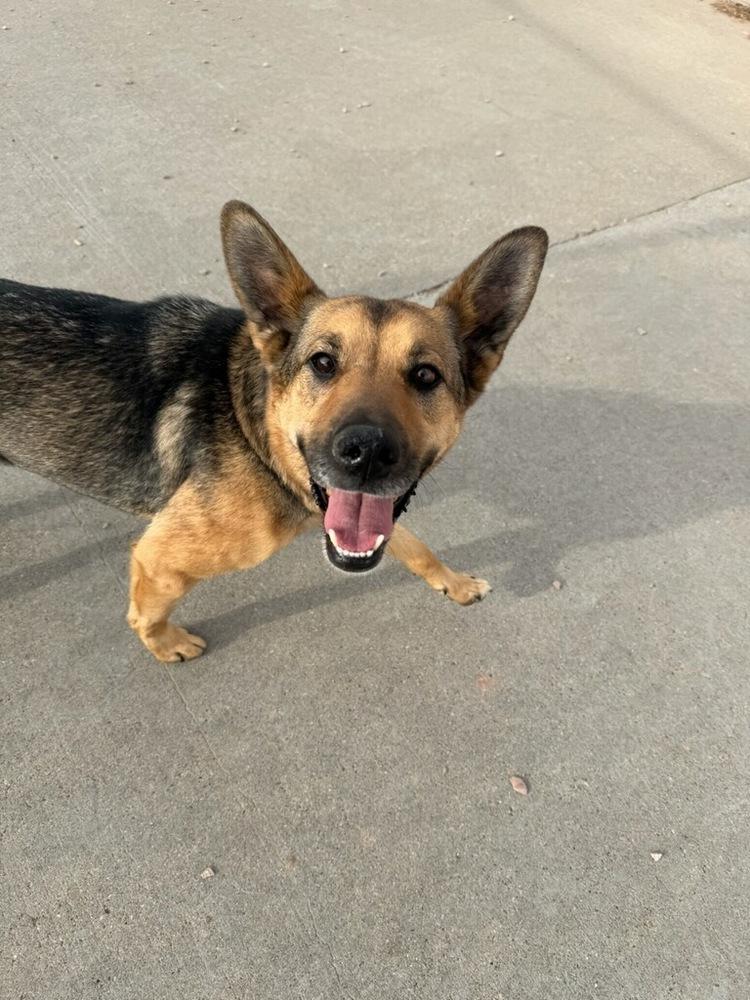 Enlarge Hobo, a Adoptable mixed breed in Rapid City, SD image 6/6