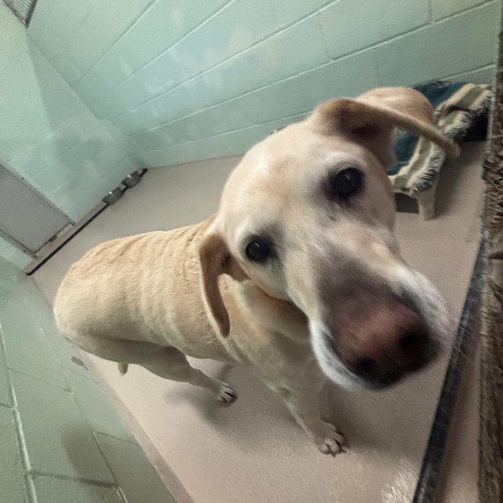 Enlarge Zoe (In Foster), a Adoptable Yellow Labrador Retriever in Vineland, NJ image 1/2