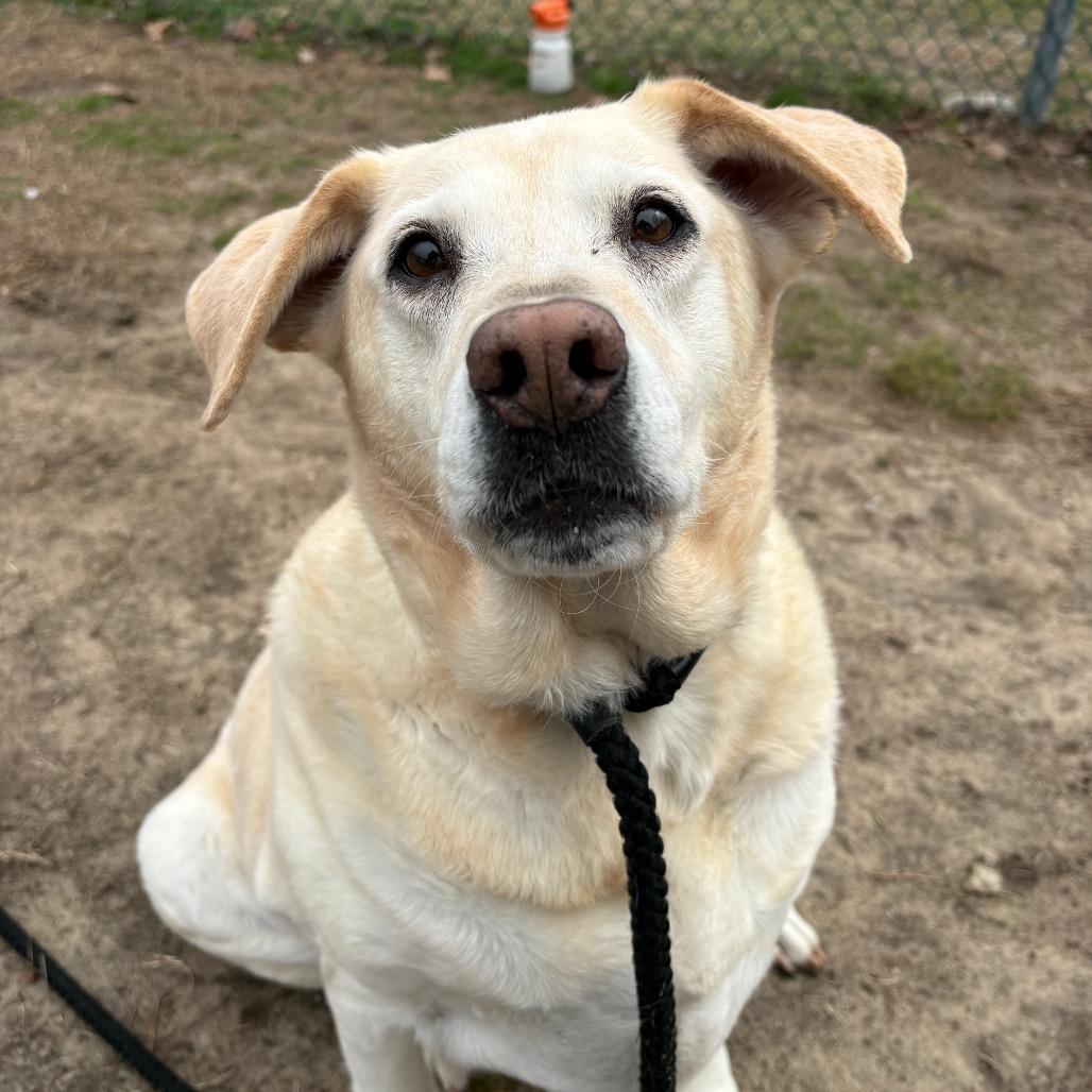 Enlarge Zoe (In Foster), a Adoptable Yellow Labrador Retriever in Vineland, NJ image 2/2