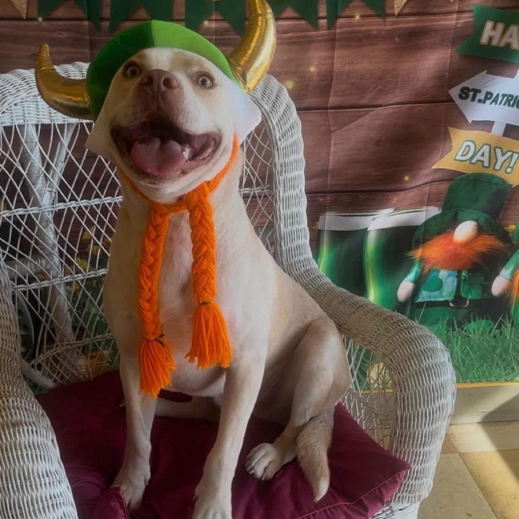 Kirby, a Adoptable mixed breed in Tomball, TX image 1/4