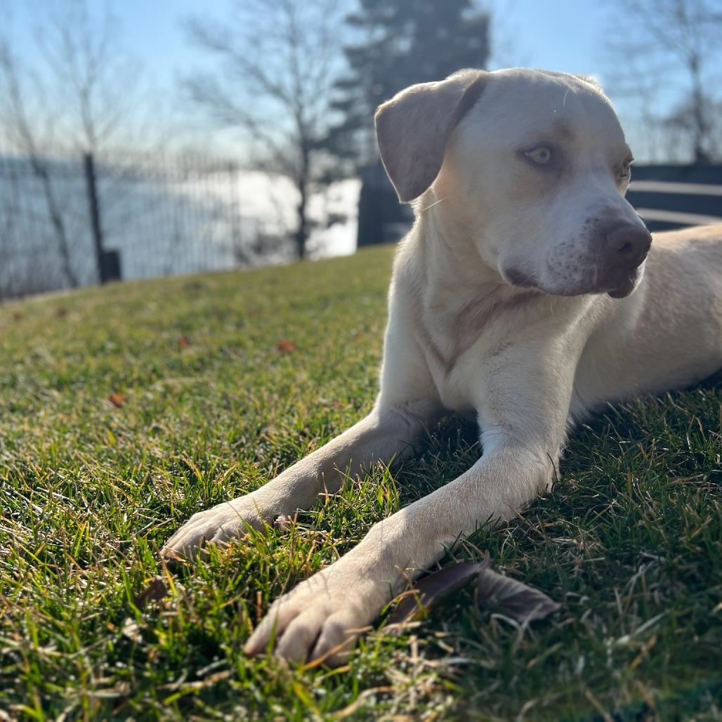 Kirby, a Adoptable mixed breed in Tomball, TX image 2/4