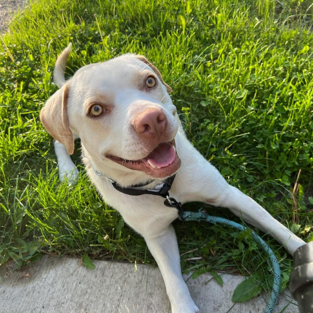 Kirby, a Adoptable mixed breed in Tomball, TX image 3/4