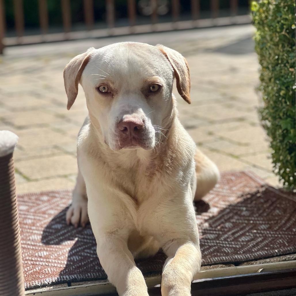 Kirby, a Adoptable mixed breed in Tomball, TX image 4/4