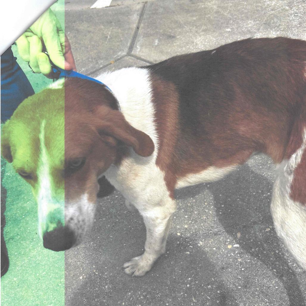 Enlarge Mason, a Adoptable Treeing Walker Coonhound in Smithfield, NC image 1/1