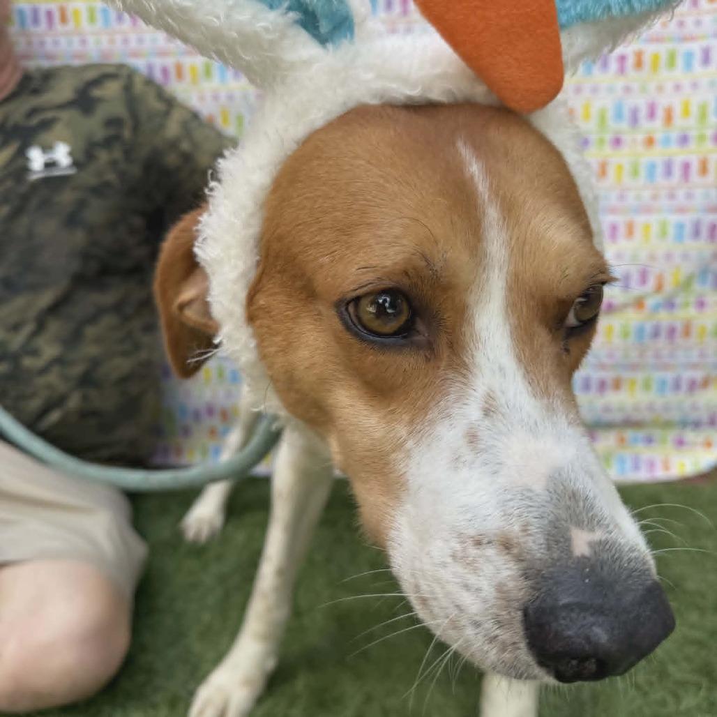 Mason, a Adoptable Treeing Walker Coonhound in Smithfield, NC image 2/2
