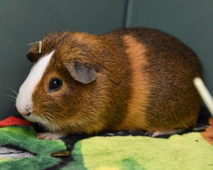 Potato King, a Adoptable Guinea Pig in West Seneca, NY image 1/3