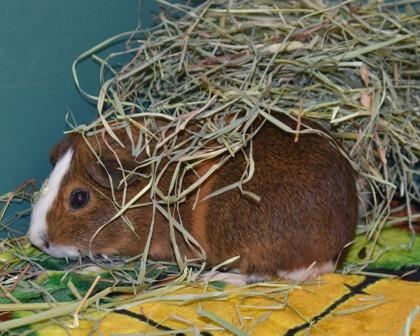 Potato King, a Adoptable Guinea Pig in West Seneca, NY image 2/3