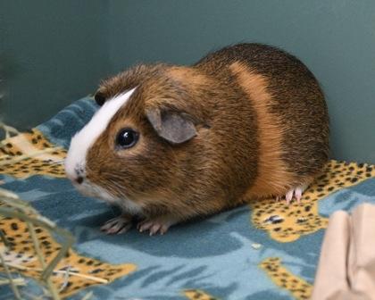 Potato King, Adoptable, Adult Male Guinea Pig.