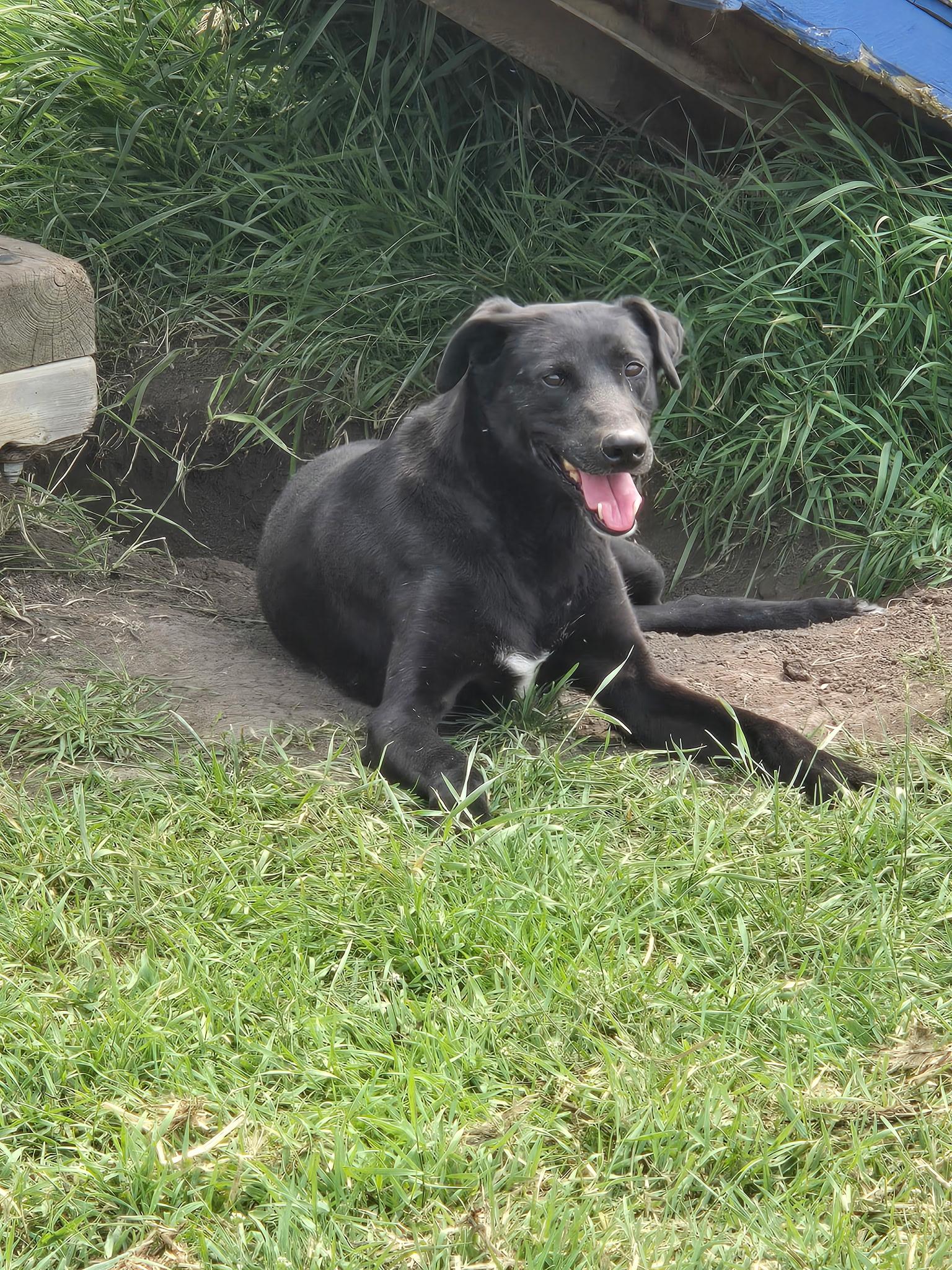 Freya, adopted, Adult Female Greyhound.