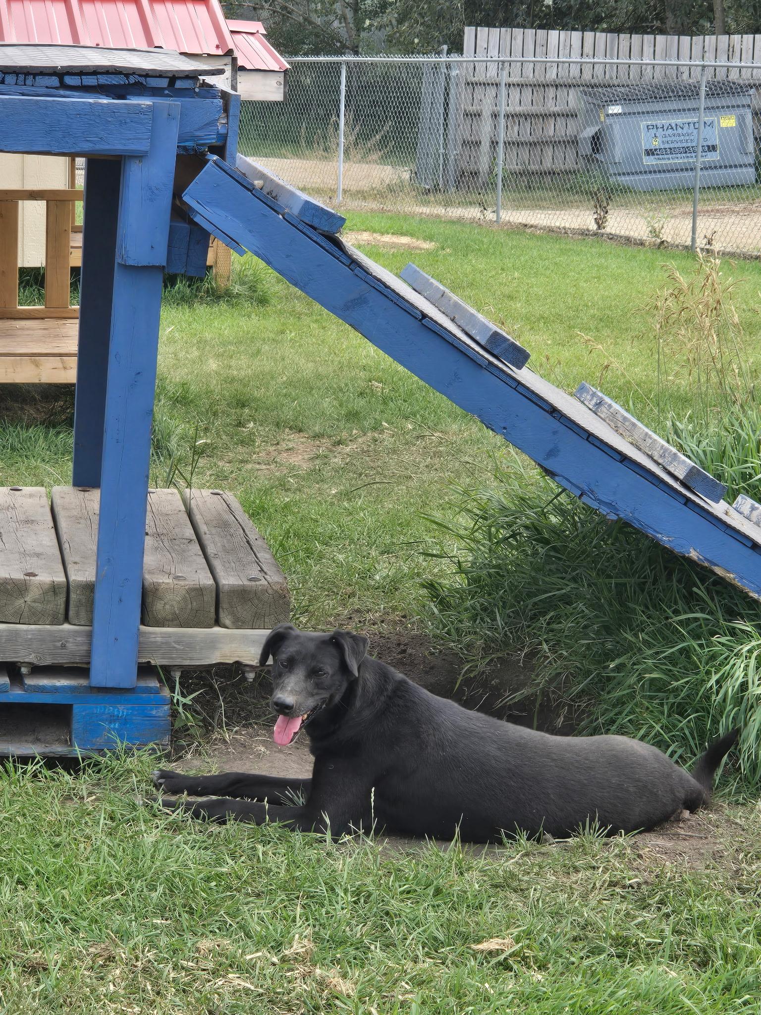 Enlarge Freya, an adopted mixed breed in Lacombe, AB image 2/3
