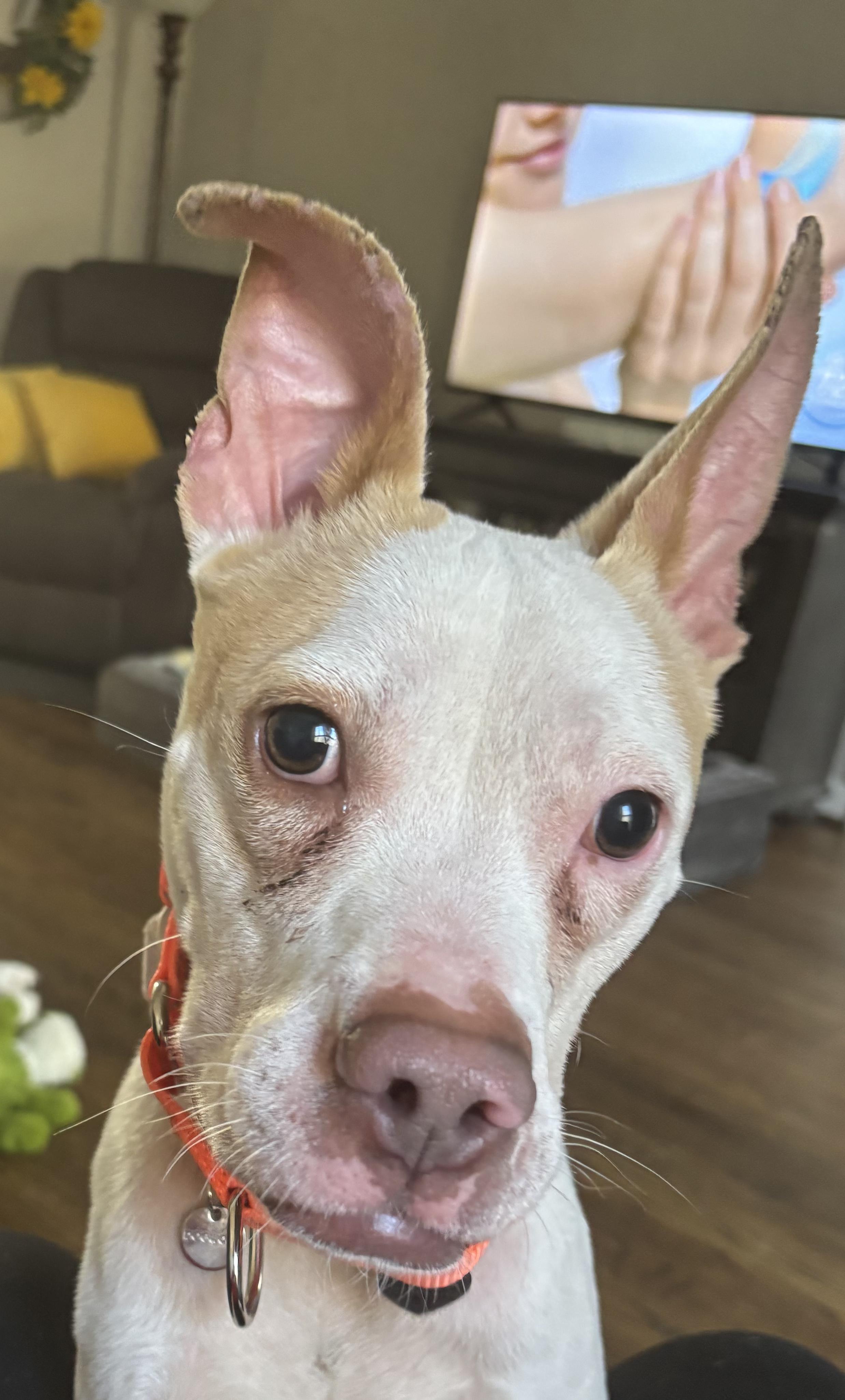 Enlarge GINGER, an adoptable mixed breed in Fuquay Varina, NC image 2/5