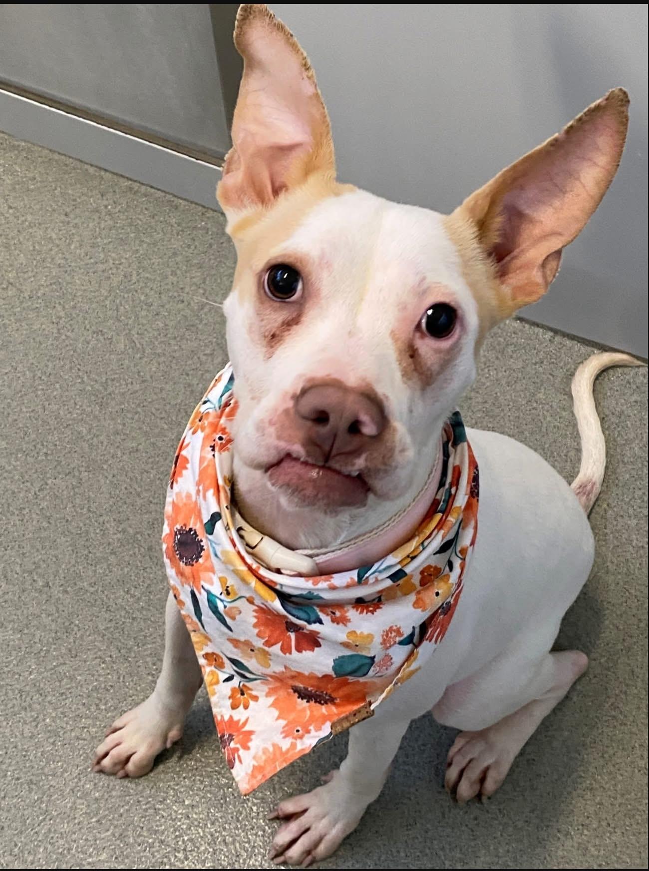 Enlarge GINGER, an adoptable mixed breed in Fuquay Varina, NC image 5/5