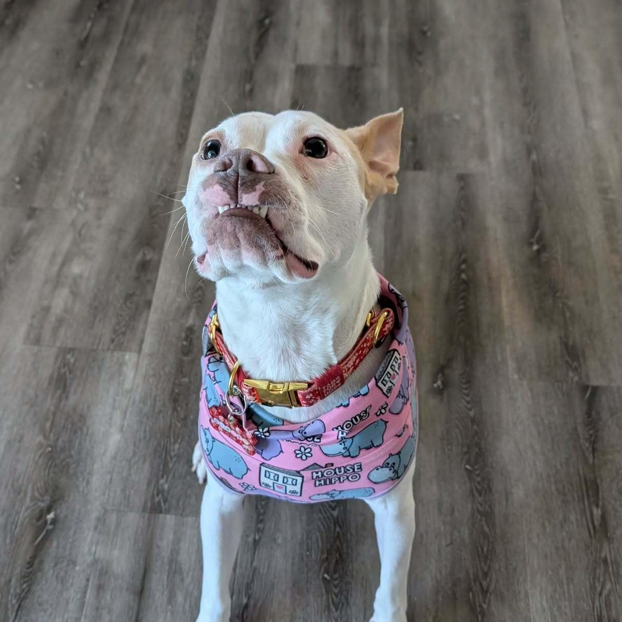 Enlarge GINGER, an adoptable mixed breed in Fuquay Varina, NC image 4/5