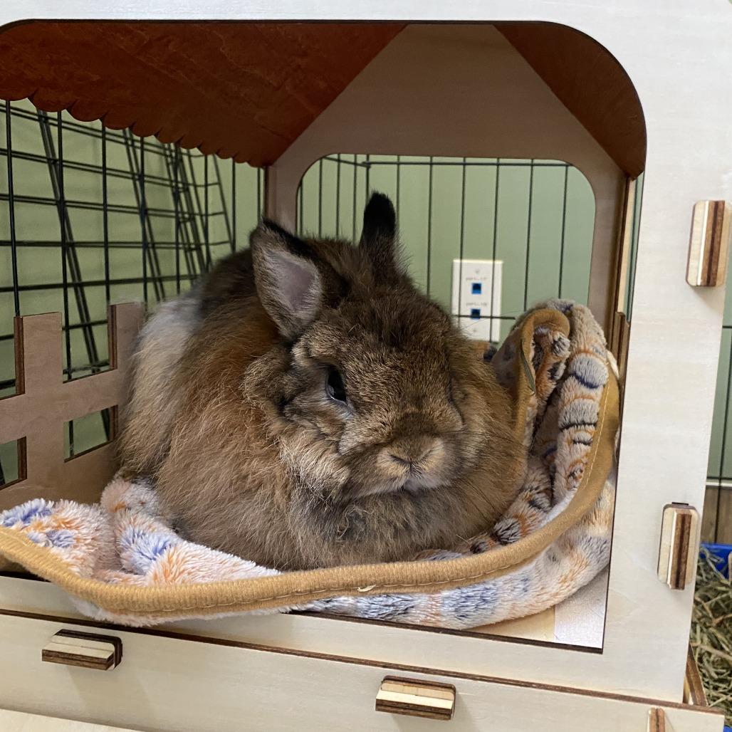 Enlarge Velma (aka Pudding), a Adoptable Jersey Wooly in Bedford, NH image 1/4