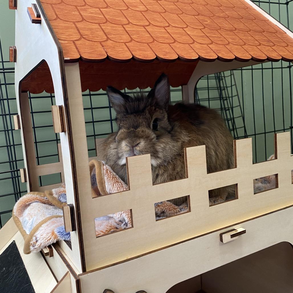 Enlarge Velma (aka Pudding), a Adoptable Jersey Wooly in Bedford, NH image 2/4