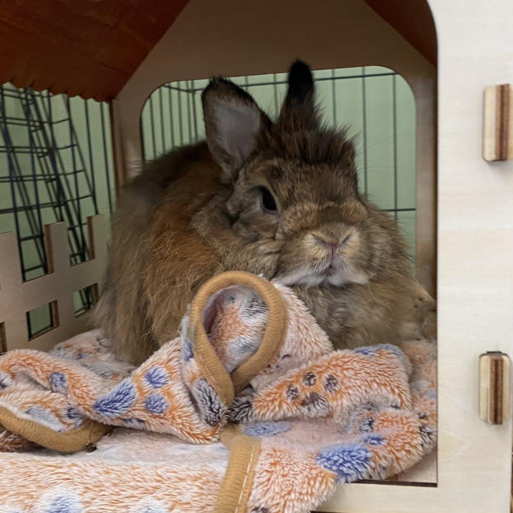 Enlarge Velma (aka Pudding), a Adoptable Jersey Wooly in Bedford, NH image 3/4