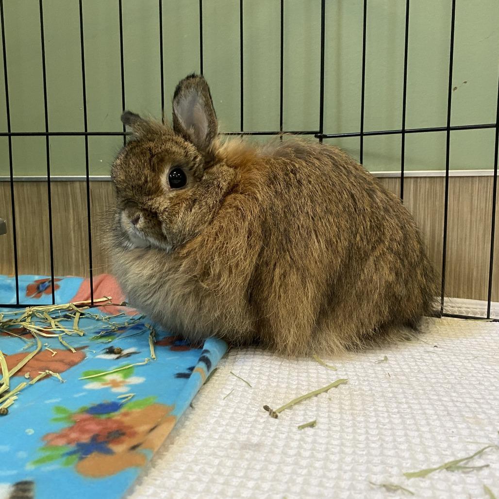 Enlarge Velma (aka Pudding), a Adoptable Jersey Wooly in Bedford, NH image 1/1