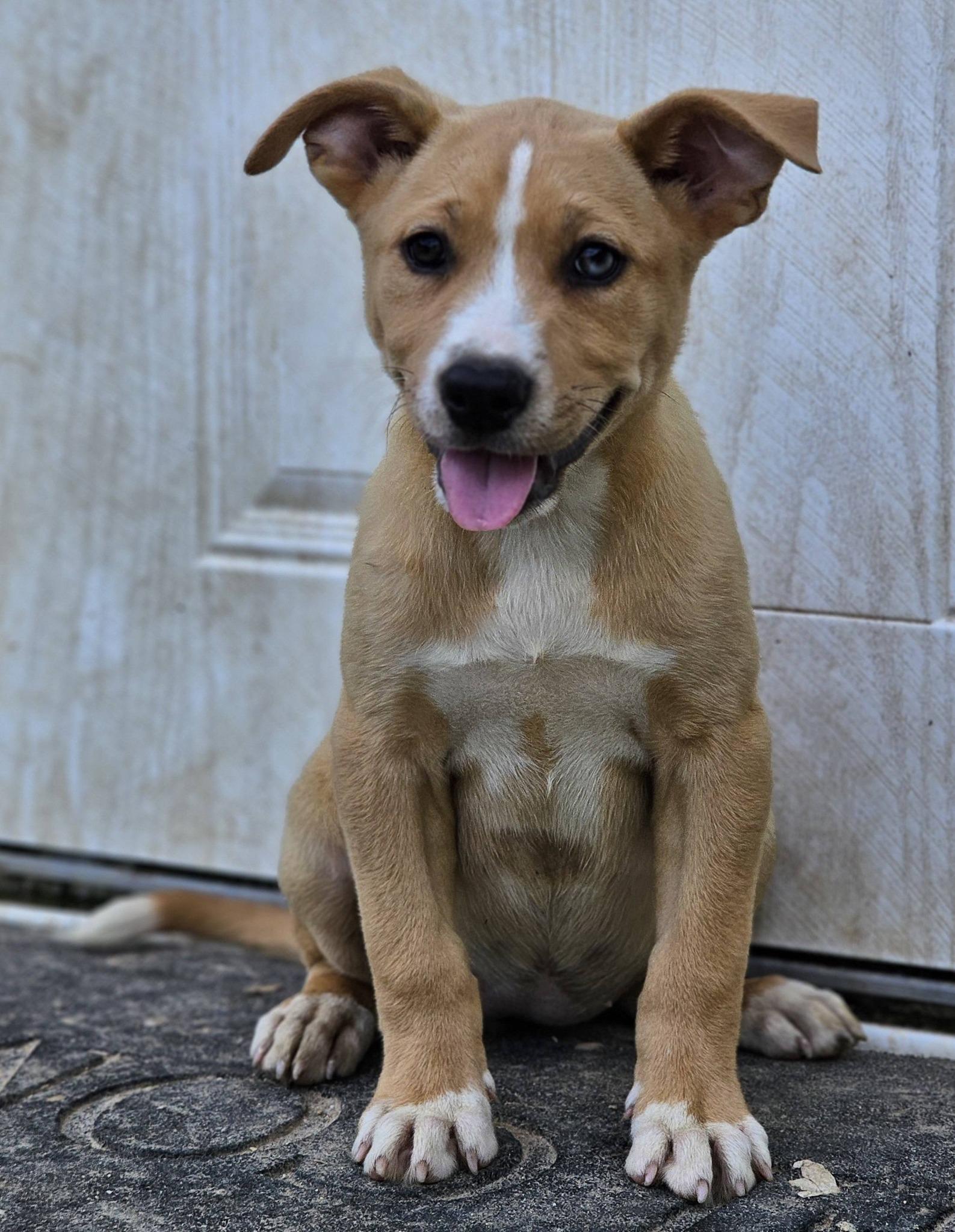 Enlarge Wisteria, a ADOPTABLE German Shepherd Dog in Fort Payne, AL image 6/6