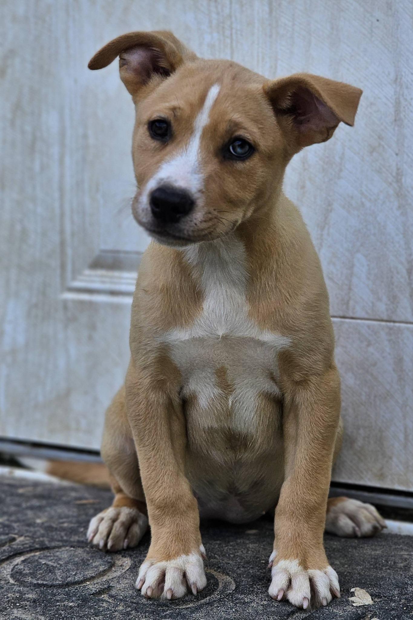 Wisteria, ADOPTABLE, Puppy Female German Shepherd Dog.