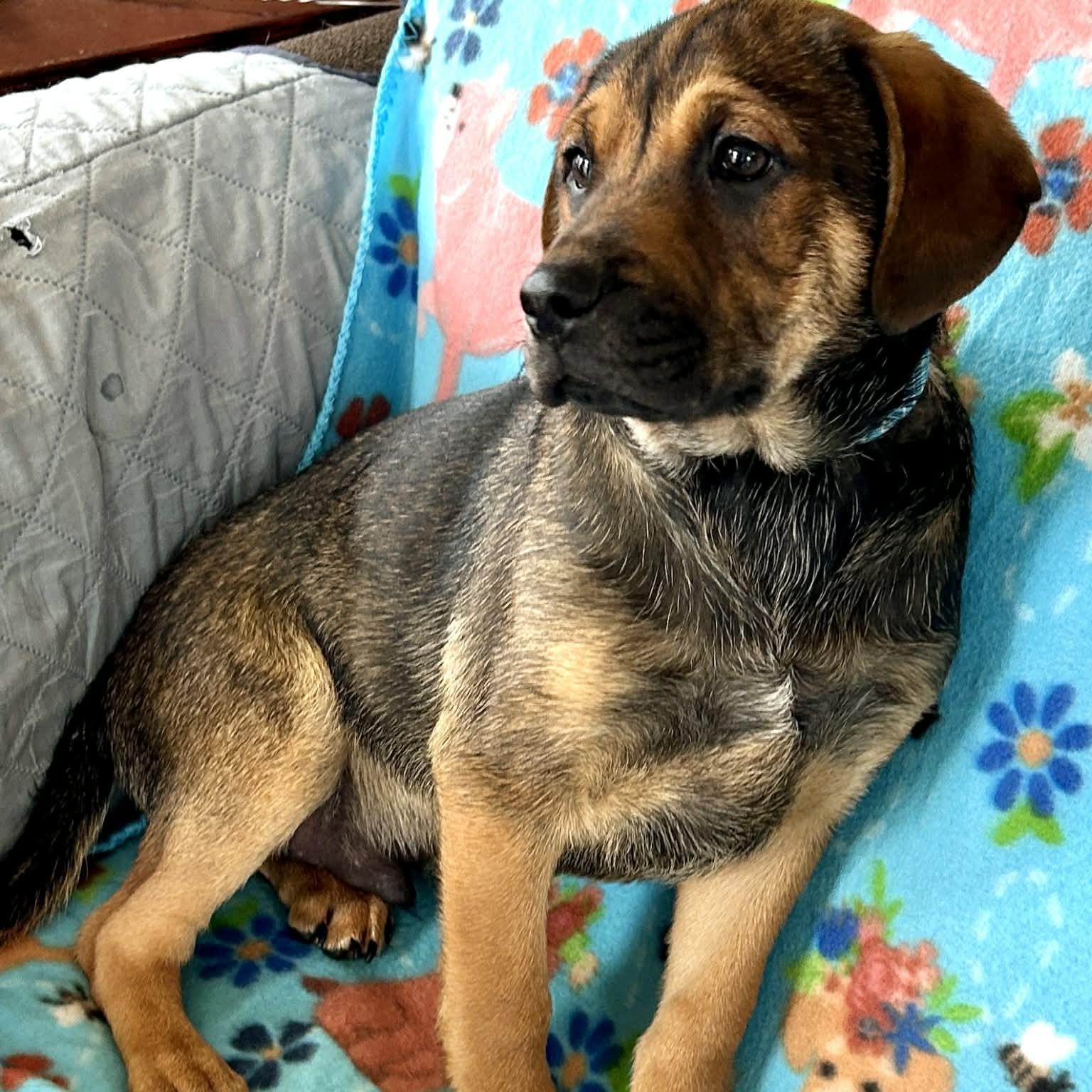 Enlarge Corn Dog, a ADOPTABLE mixed breed in Somers, CT image 3/5