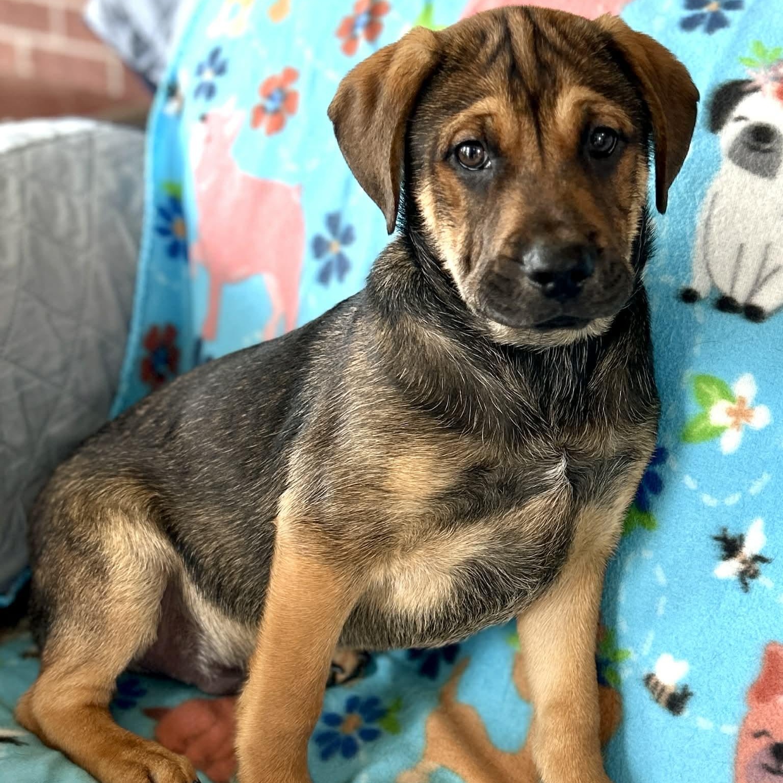 Enlarge Corn Dog, a ADOPTABLE mixed breed in Somers, CT image 1/5