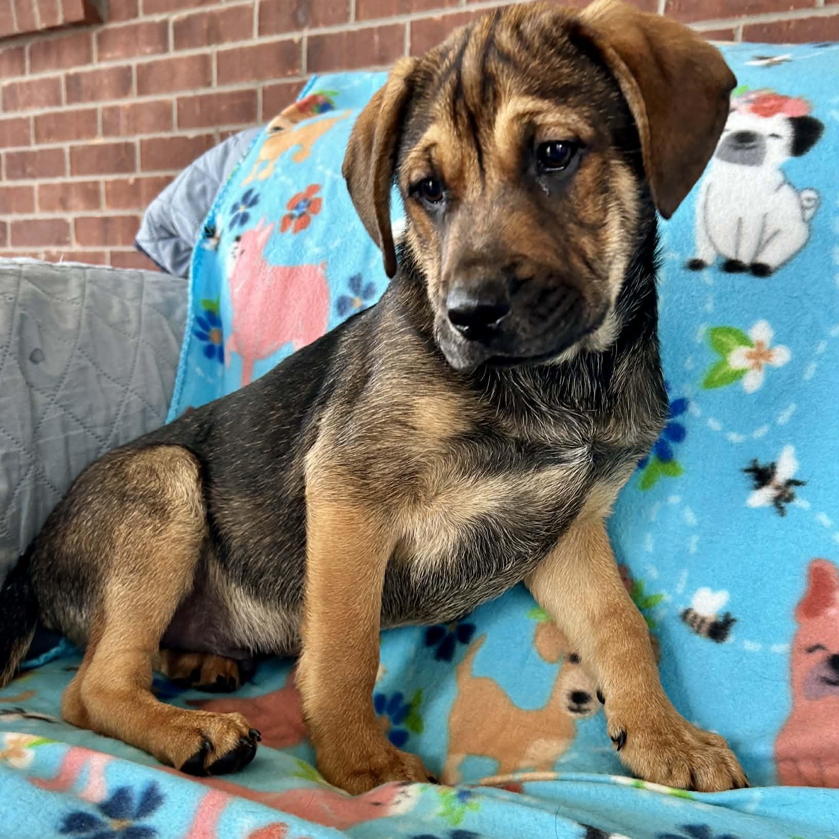 Enlarge Corn Dog, a ADOPTABLE mixed breed in Somers, CT image 4/5