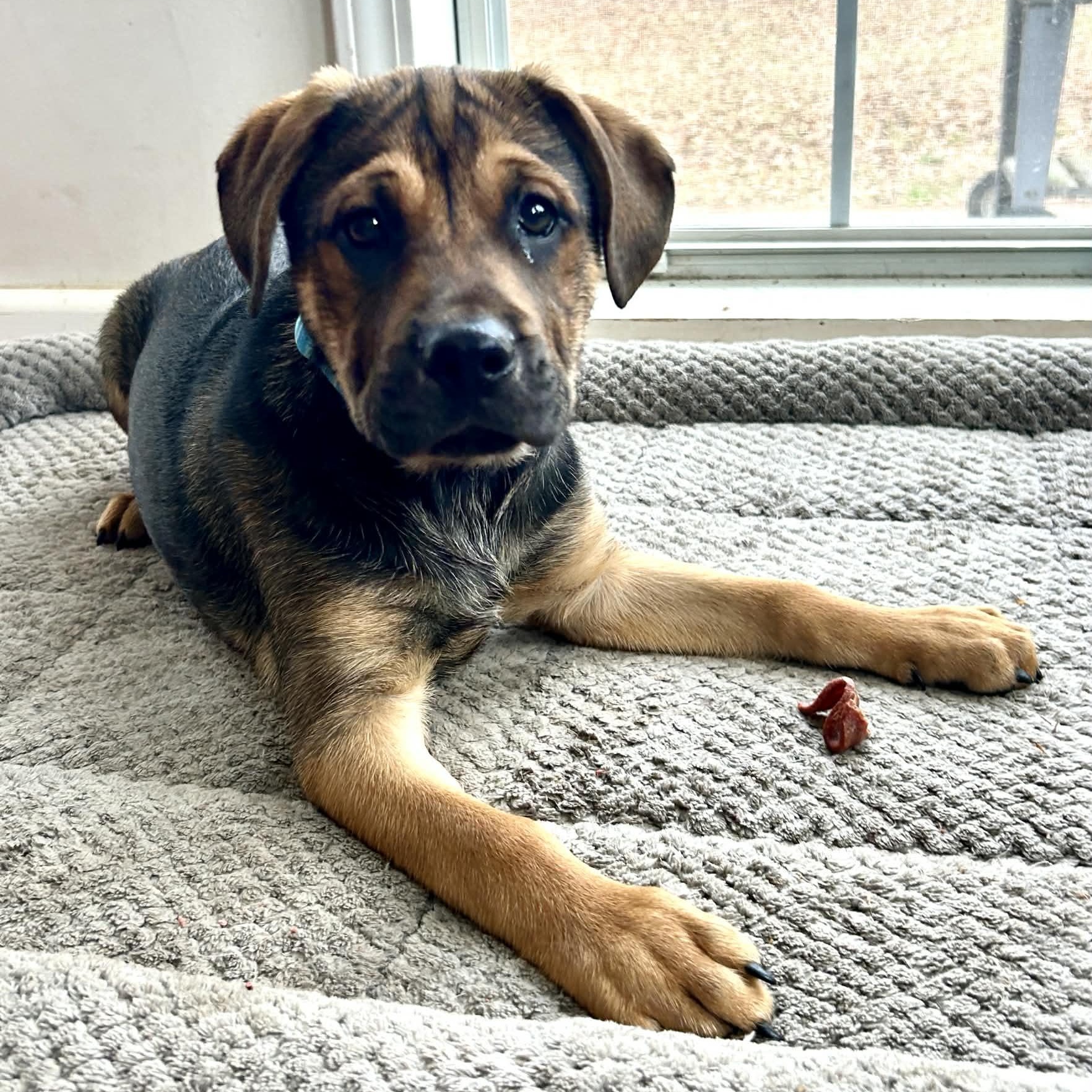 Enlarge Corn Dog, a ADOPTABLE mixed breed in Somers, CT image 5/5