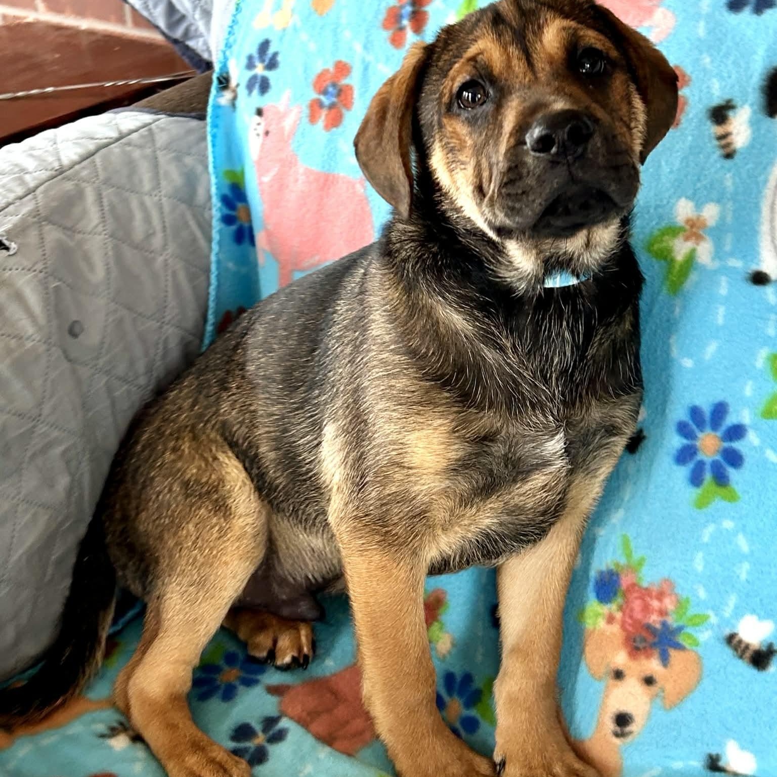 Enlarge Corn Dog, a ADOPTABLE mixed breed in Somers, CT image 2/5