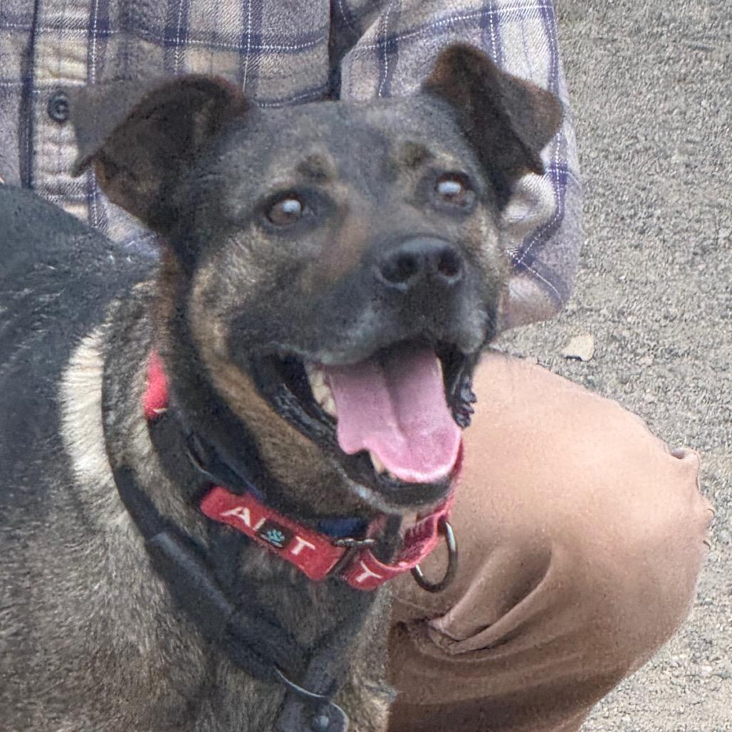 Enlarge Louis, a Adoptable mixed breed in Albuquerque, NM image 1/5