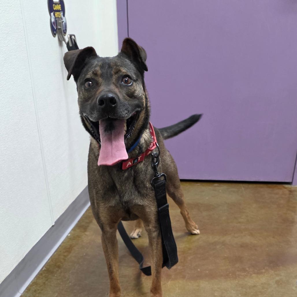 Enlarge Louis, a Adoptable mixed breed in Albuquerque, NM image 2/5
