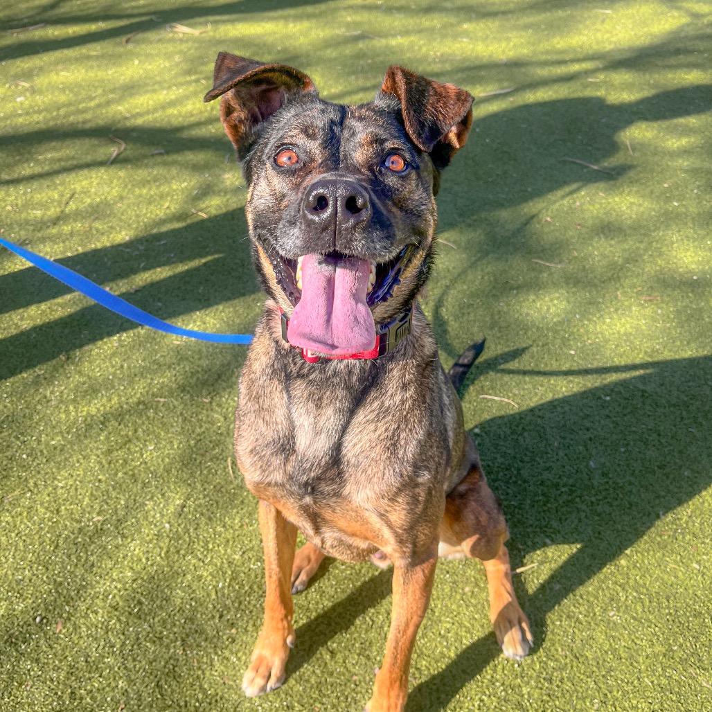 Enlarge Louis, a Adoptable mixed breed in Albuquerque, NM image 3/5