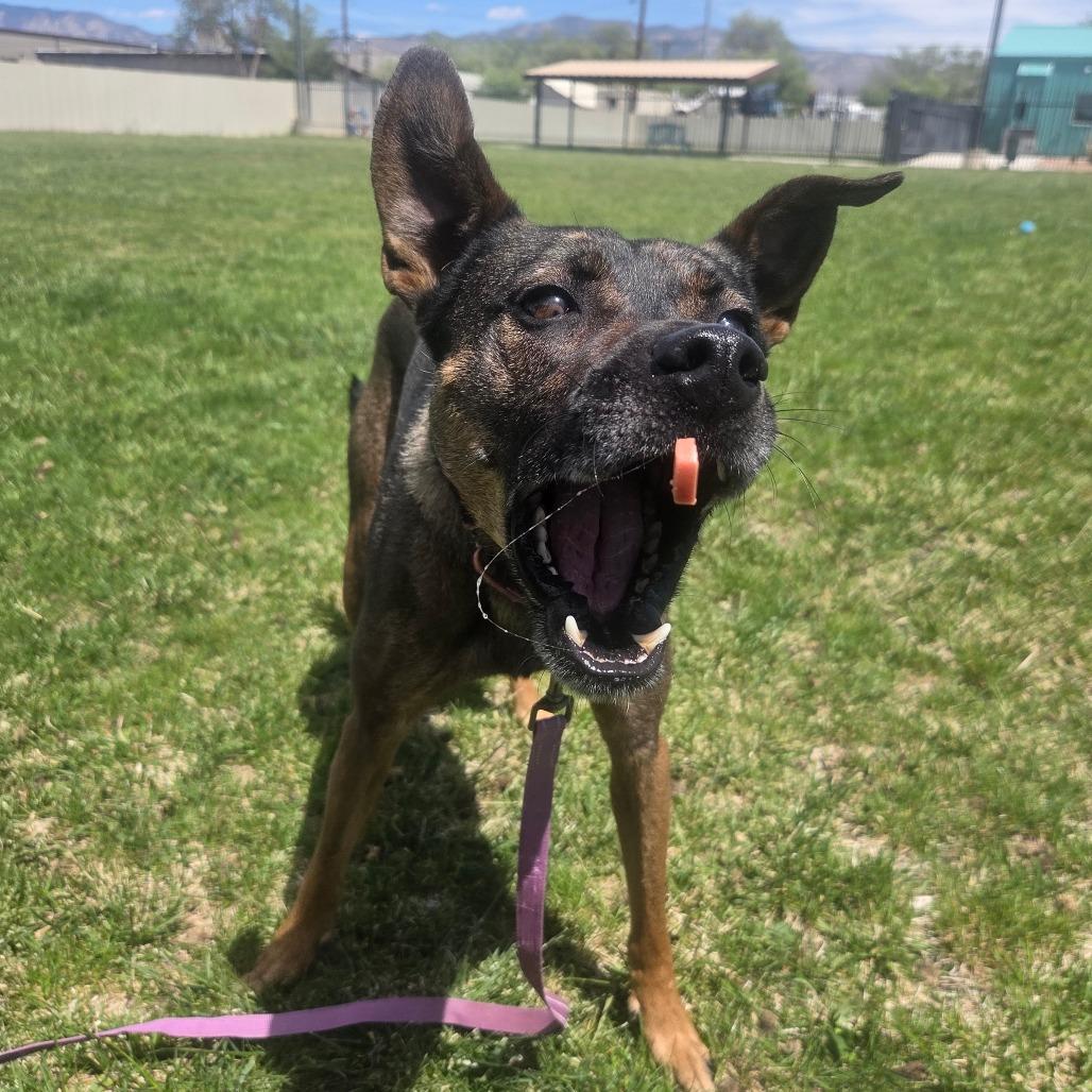 Enlarge Louis, a Adoptable mixed breed in Albuquerque, NM image 2/6