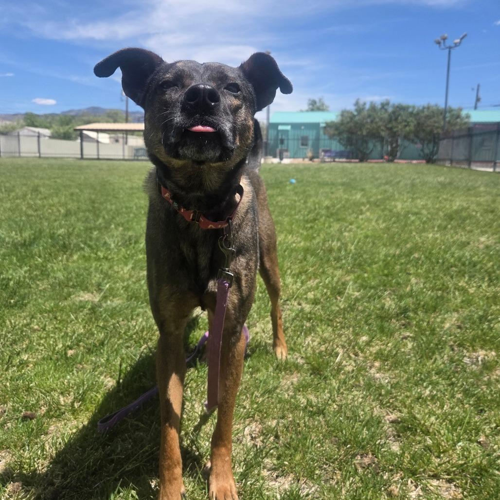 Enlarge Louis, a Adoptable mixed breed in Albuquerque, NM image 3/6
