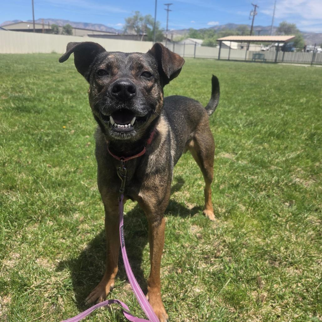 Enlarge Louis, a Adoptable mixed breed in Albuquerque, NM image 4/6